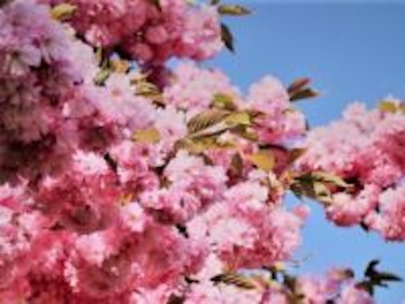 pink cherry blossom tree