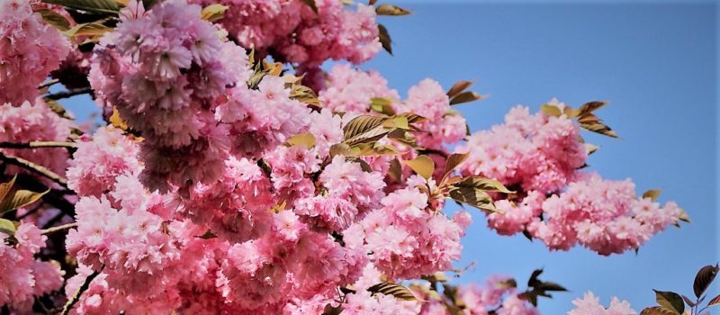 pink cherry blossom tree