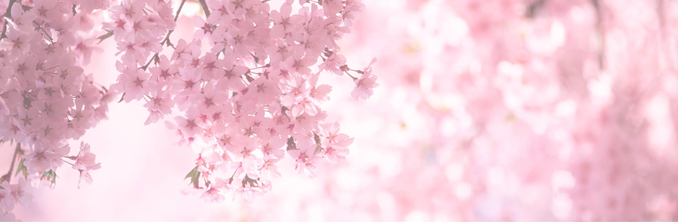 cherry blossom trees