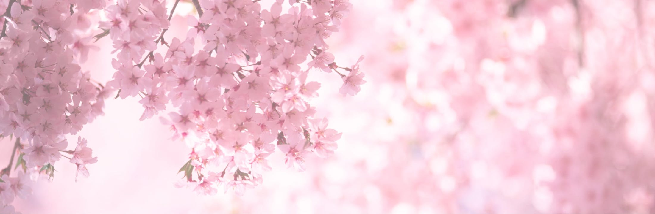 cherry blossom trees