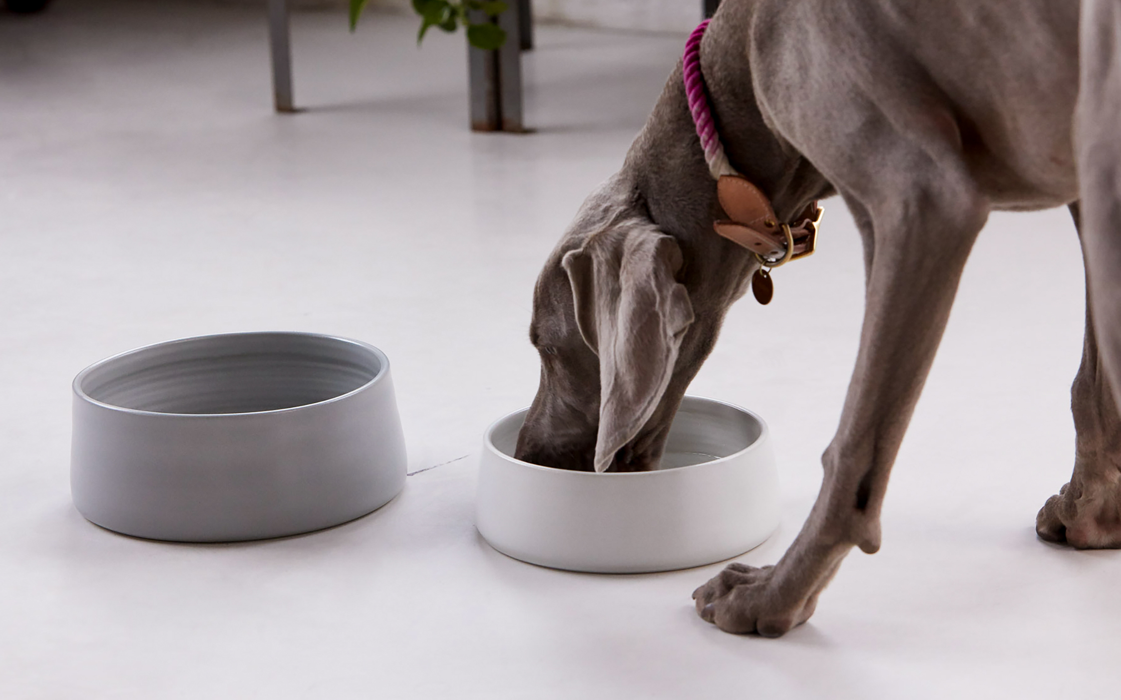 Anchor Pet Bowls