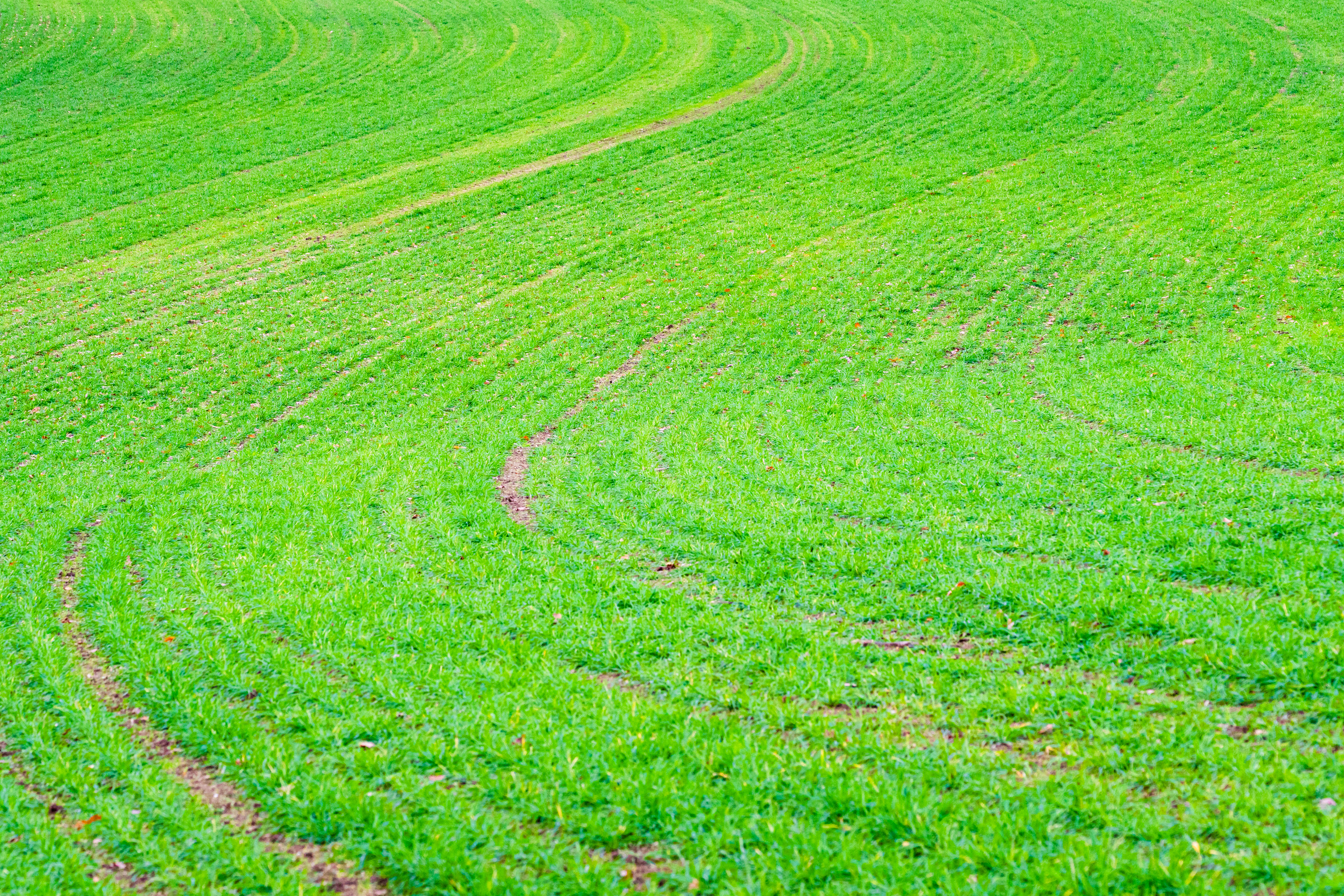 Curved lawn pattern