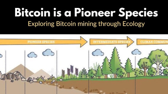 Bitcoin is a Pioneer Species