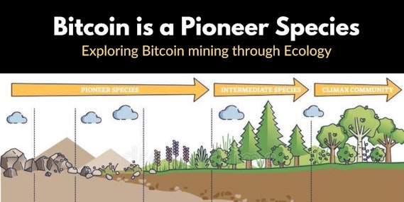Bitcoin is a Pioneer Species