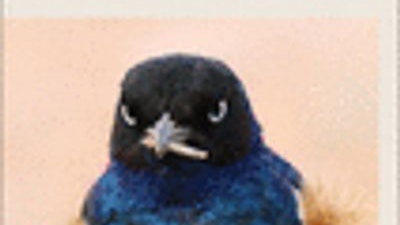 Committing to Quantum Resistance: A Slow Defence for Bitcoin Against a Fast Quantum Computing Attack