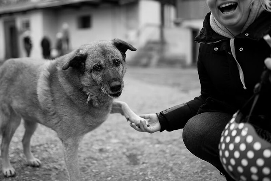 How To Teach A Dog Paw