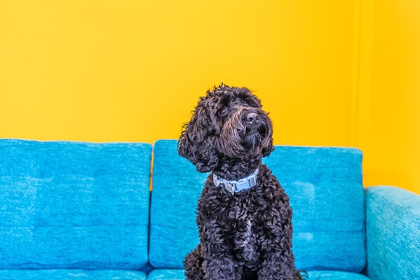 What is a pedigree dog?