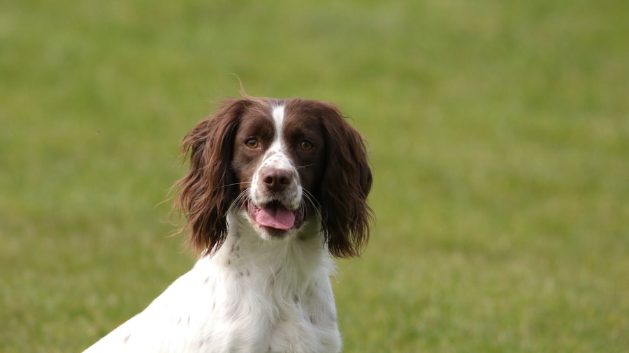 English Springer Spaniel dog breed information - Pure Pet Food