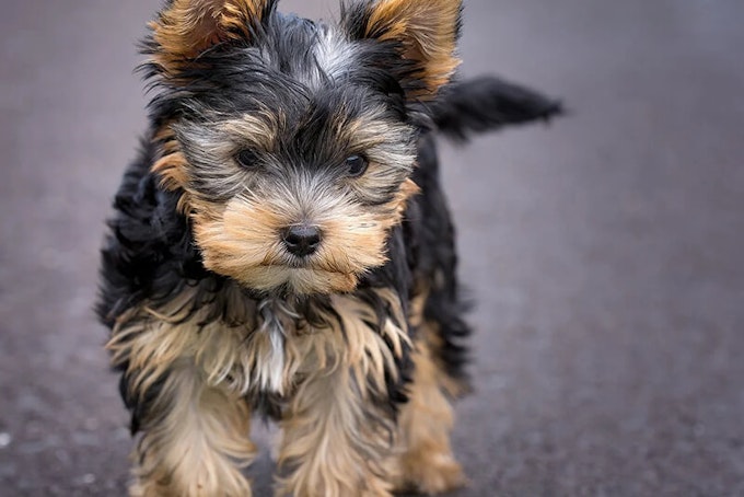 Yorkshire Terrier