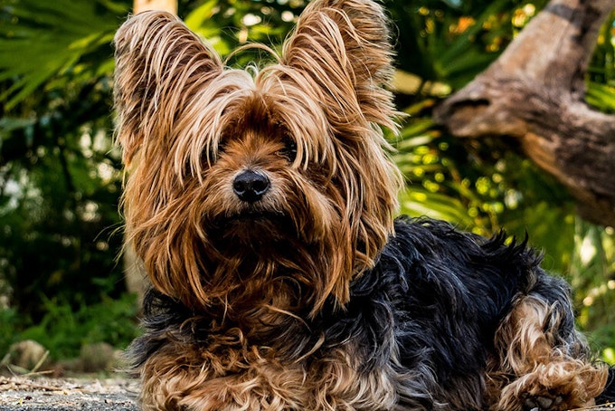 Yorkie