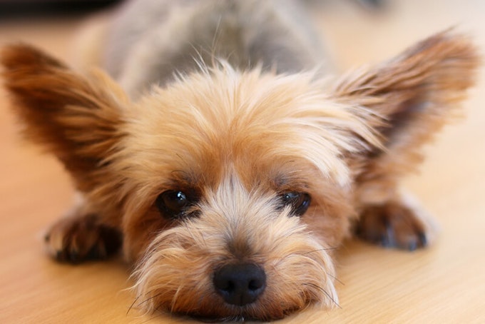 Teacup Yorkshire terriers