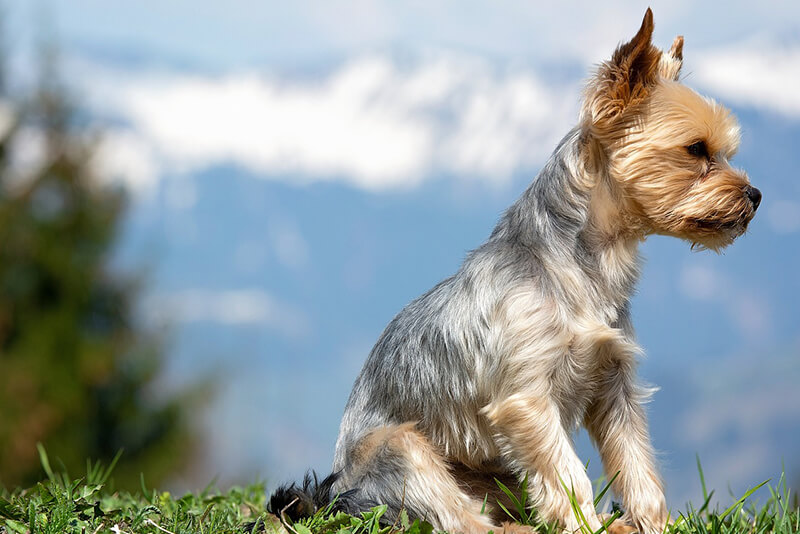 Yorkshire terrier short hair for sale clearance