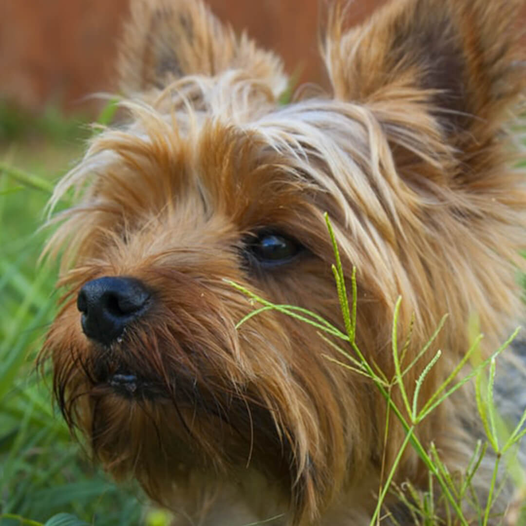 What Are Yorkies Known To Be Allergic To