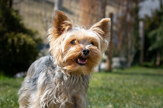 gold and blue yorkie resized