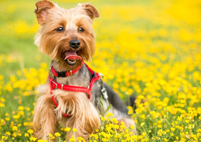 funny yorkshire terrier