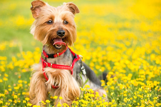 funny yorkshire terrier