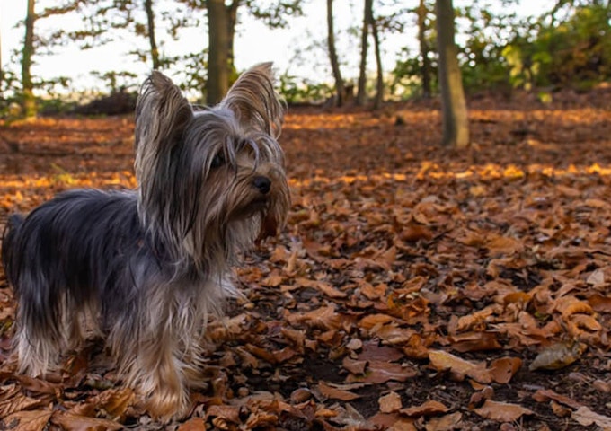Black and Tan Yorkshire Terrier