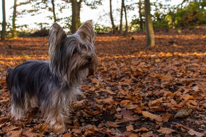 Black and Tan Yorkshire Terrier