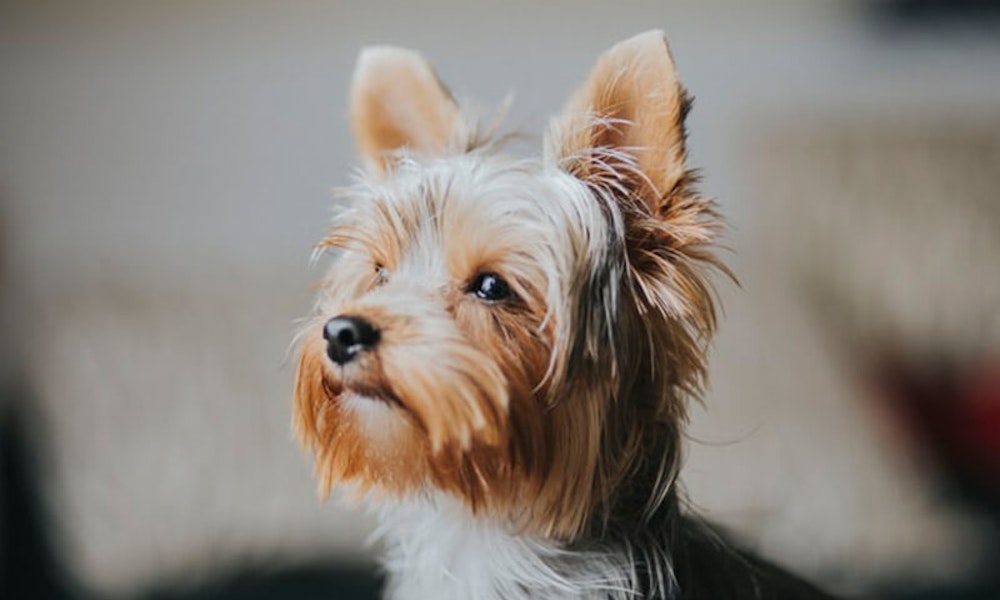 Gold and Blue Yorkshire Terrier