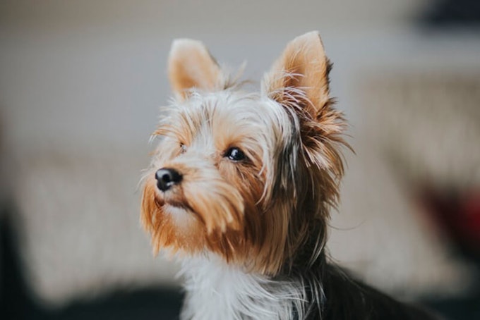 Gold and Blue Yorkshire Terrier