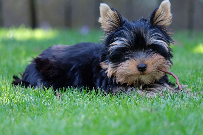 Black and Tan Yorkshire Terrier