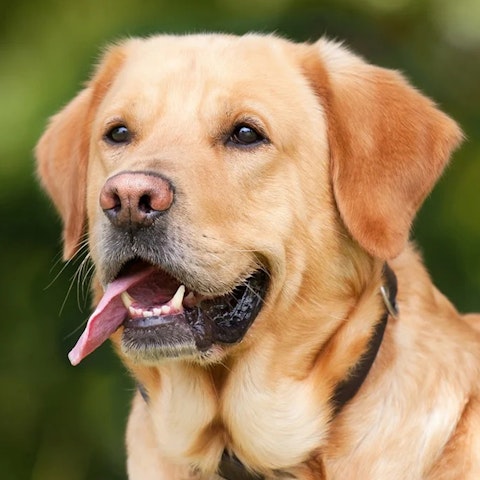 Labrador