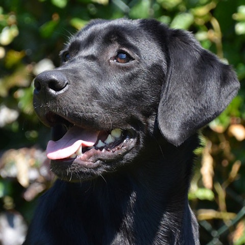 Black labrador