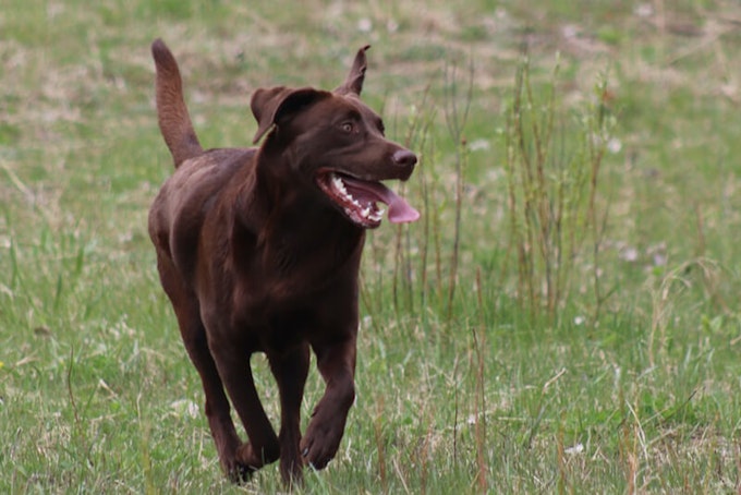 Chocolate labrador running