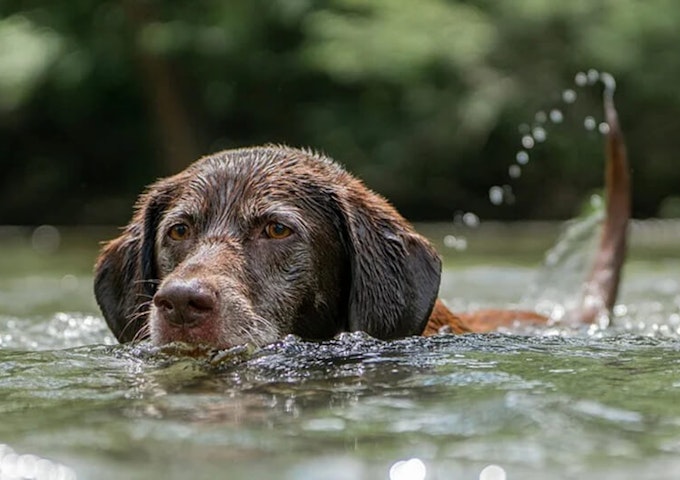 Chocolate labrador swimming