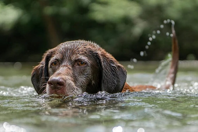 Chocolate labrador swimming