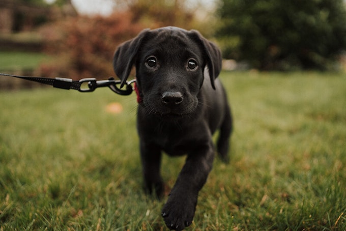 Black labrador puppy