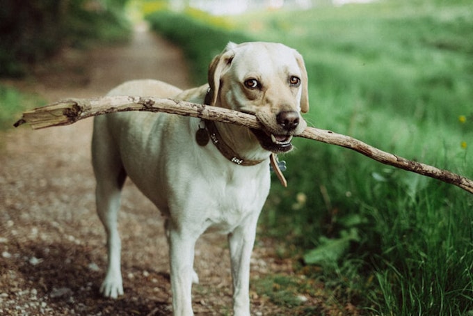 White labrador