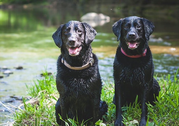 Two black labradors