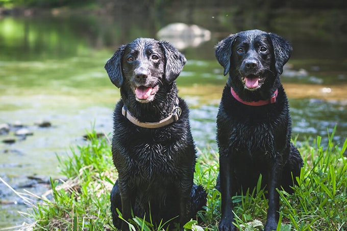 Two black labradors