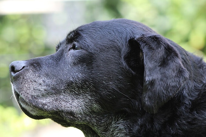 Senior black labrador