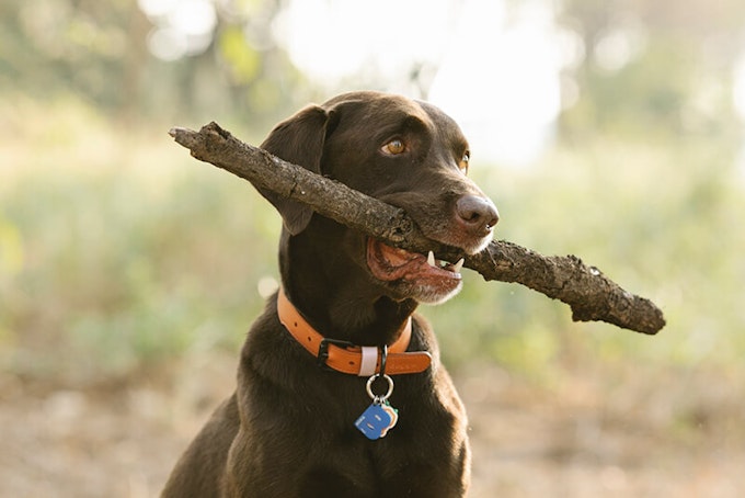 brown labrador