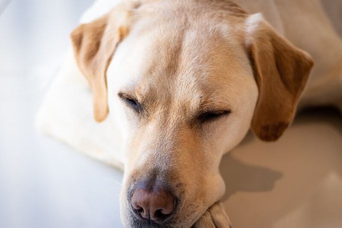 golden labrador sleeping