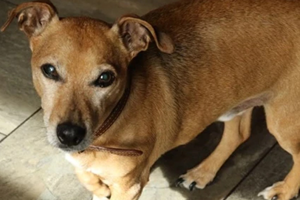 Colitis In Dogs Causes Symptoms Treatment Pure Pet Food