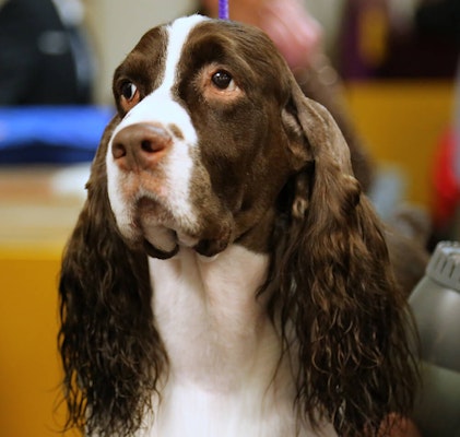 Show Spaniel