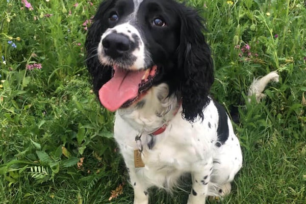 English Springer Spaniel dog breed information - Pure Pet Food