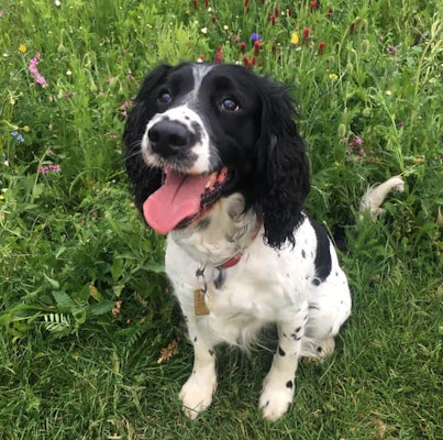 English Springer Spaniel dog breed information - Pure Pet Food