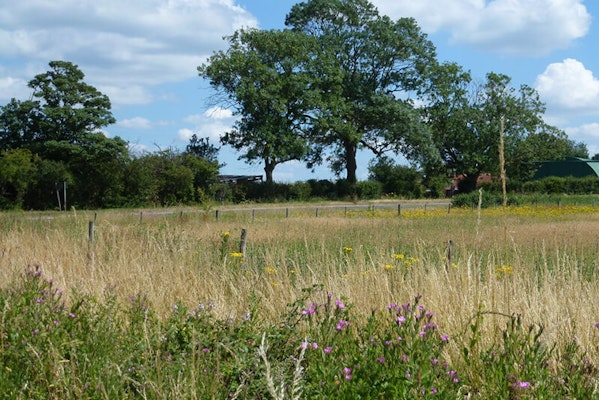Bishop's Way dog walk in Ely