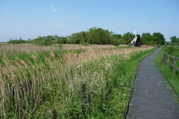 Wicken Fen dog walk in Ely