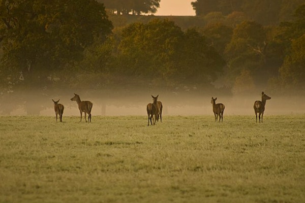 Deers on dog walk in The Great Deer Park, Windsor