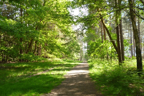 Woodland dog walk at Swinley Forest, Windsor