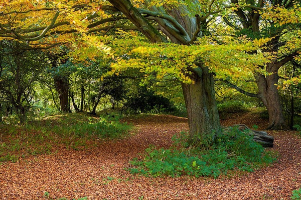 Dog walks in Cottingham Beverley Westwood