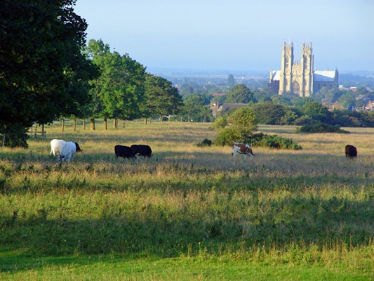 Dog walks in Beverley beaver trail