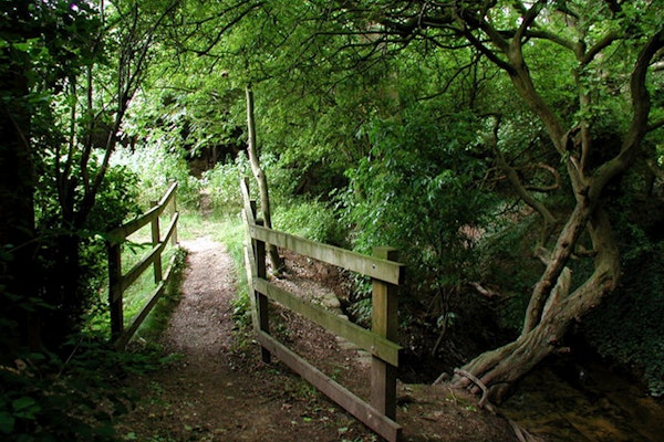 Dog walks in Millbeck Wildlife Area