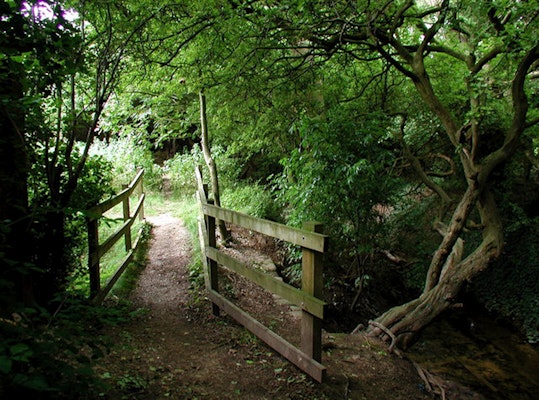 Dog walks in Millbeck Wildlife Area