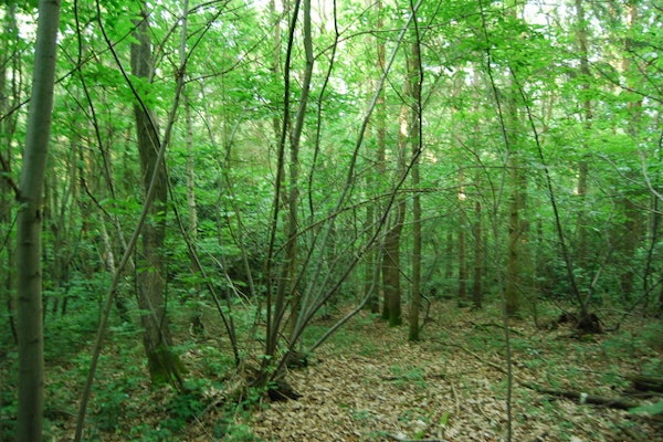 Dog walks in Cottingham Dene woodland